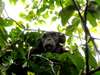 Greystoke Mahale - chimpanzee in forest